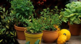 E’ adesso il momento perfetto per coltivare queste erbe aromatiche: potrai farlo anche in balcone