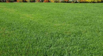 Prato verde 365 giorni all’anno: basta avere questo strumento in giardino