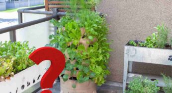 La primavera sta arrivando ed è il momento di seminare le piante aromatiche: ecco i consigli dell’esperto