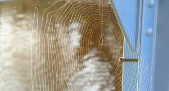 Hai le ragnatele in casa? Forse non sai il motivo per cui un ragno sceglie proprio la nostra abitazione
