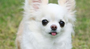 Adotta un cane online, poi l’amara sorpresa: era una truffa
